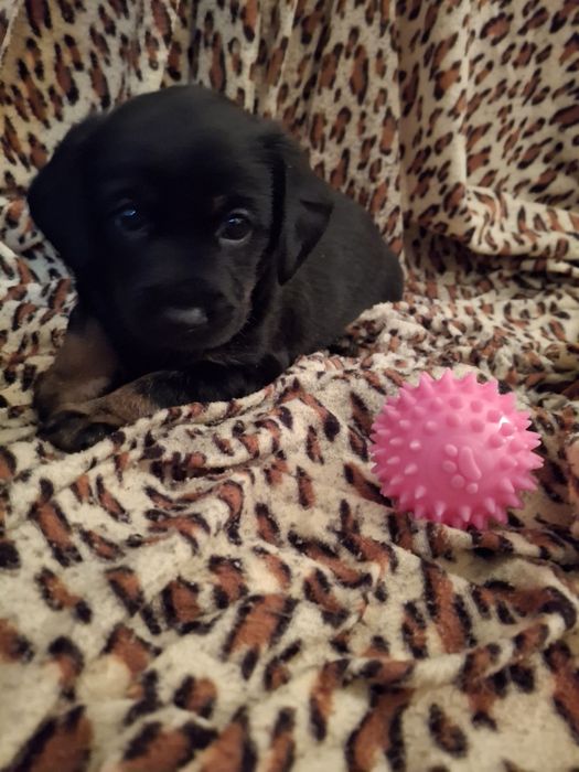 Pieski-suczki oddam za darmo