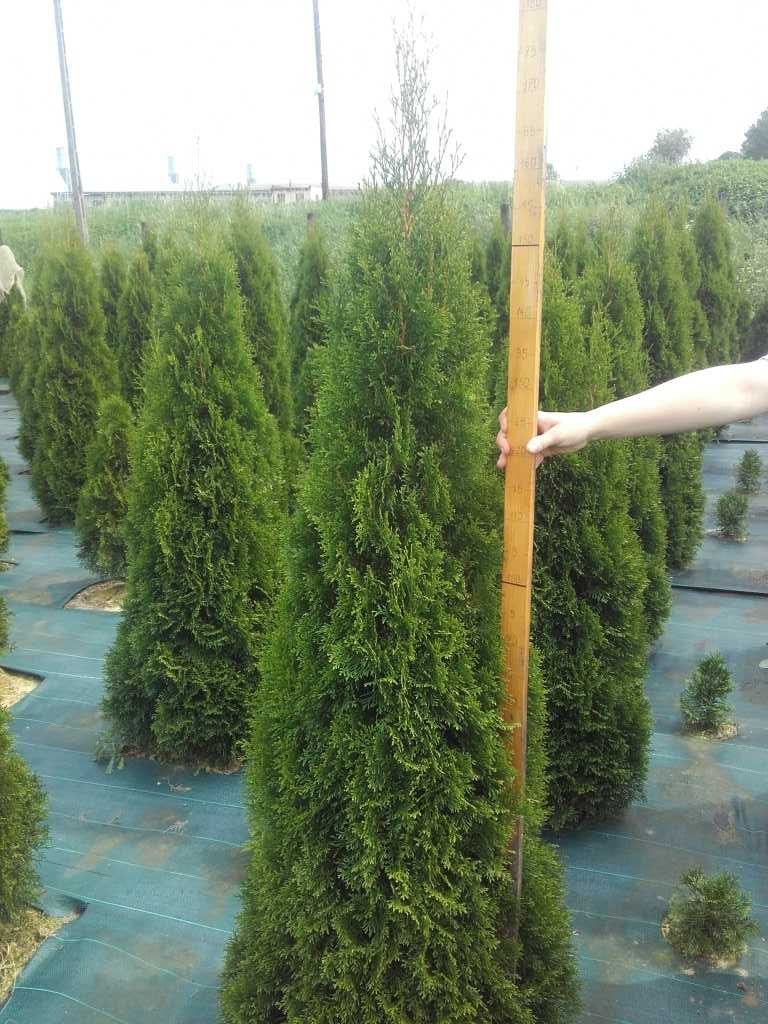 Tuja szmaragd tuje Śląsk 120cm-20zł 140cm-30zł 160cm-40zł 180cm-50zł