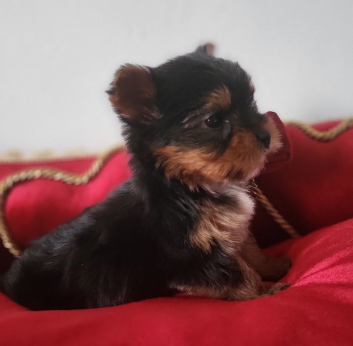 Yorkshire Terrier sunia