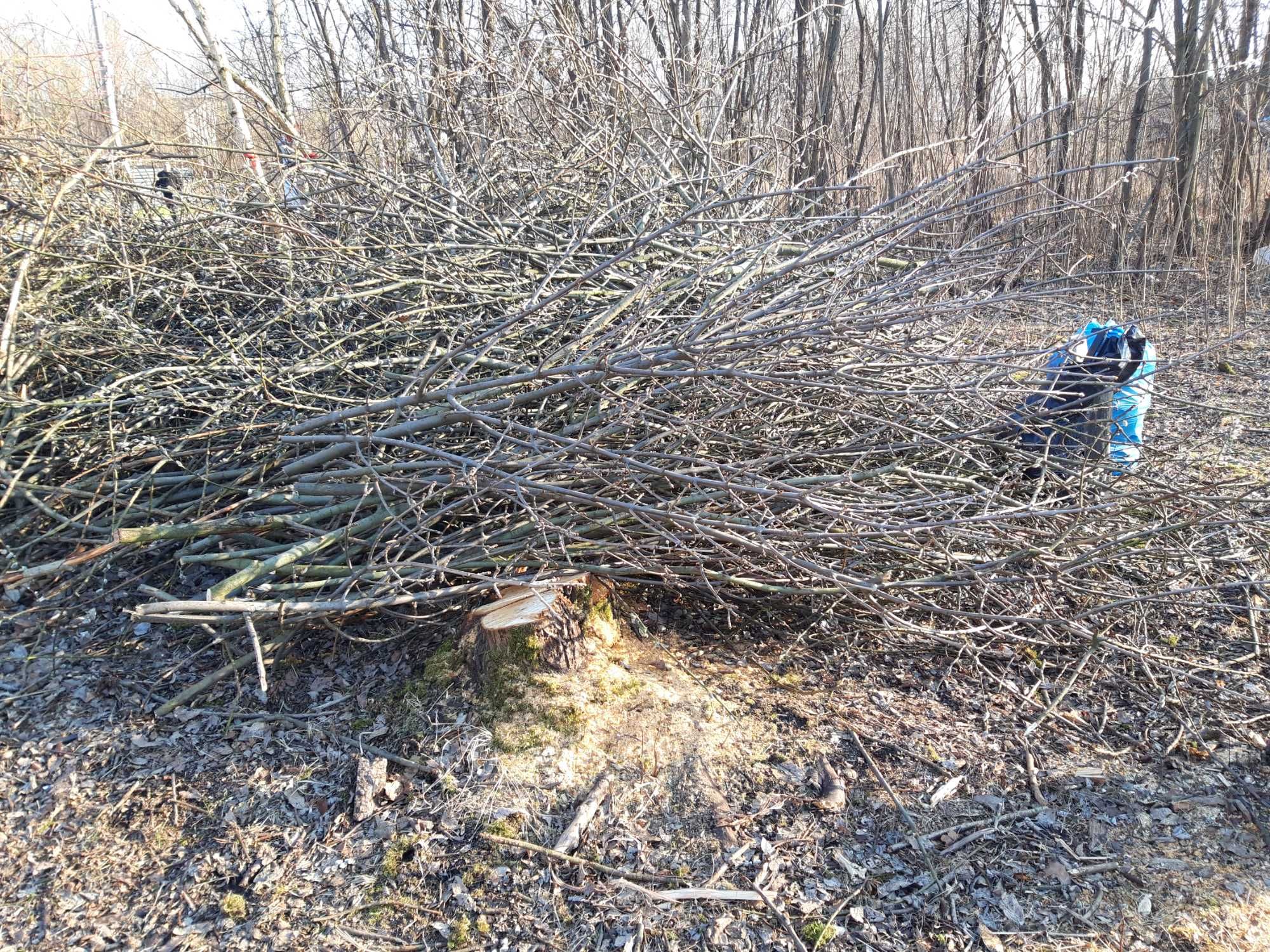 Chrust - Za darmo na opał - gałęzie