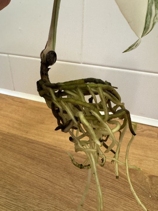 Monstera Variegata szczepka kwiat kwiatek 11cm liść ładna