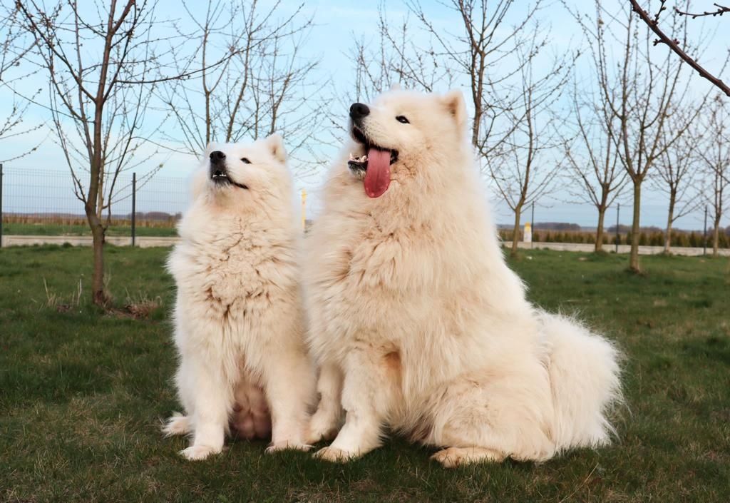 Samoyed szczeniaki FCI/ZKwP