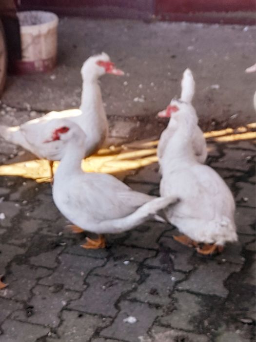 Kaczki francuskie pizmowe