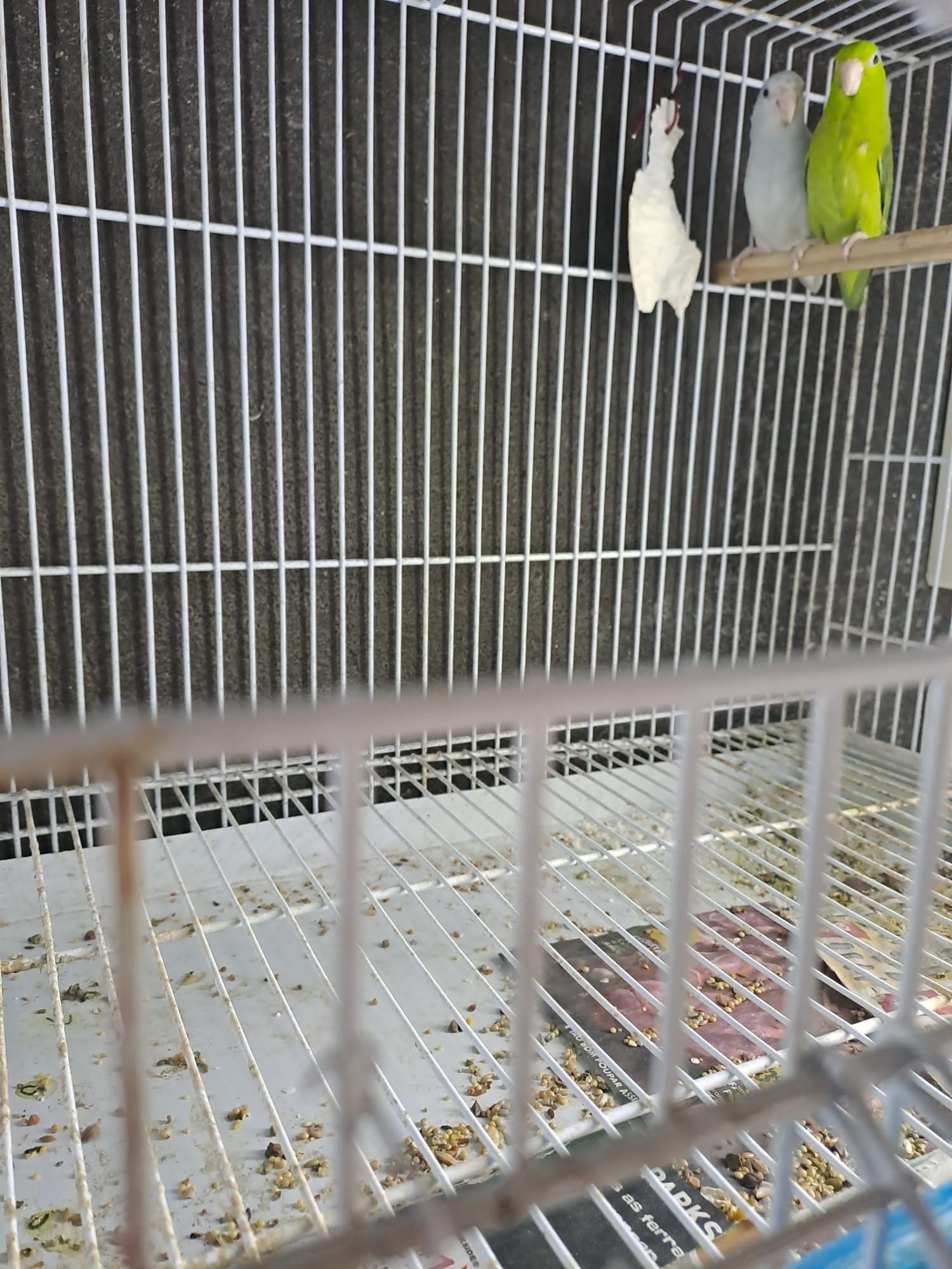 Várias aves disponíveis