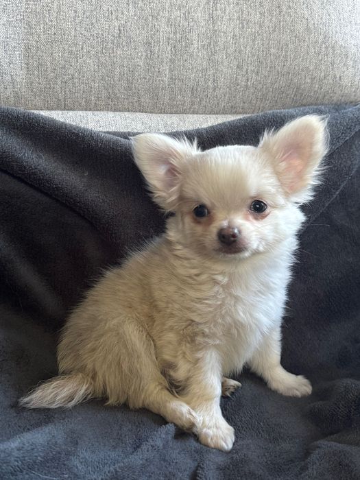 Śliczny długowłosy piesek chihuahua FCI ZkwP