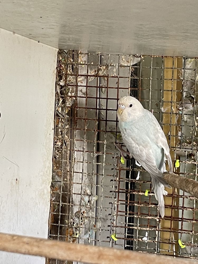 Tenho um piriquito para vender
