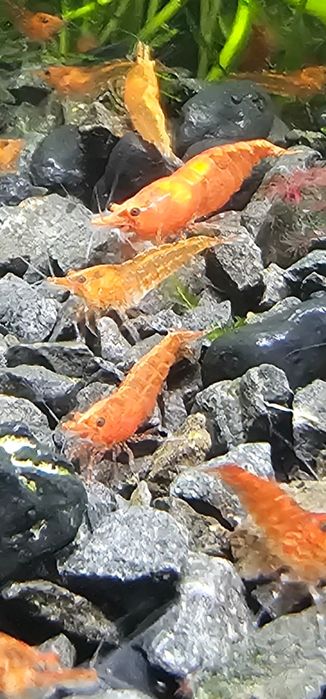 Krewetka Neocaridina Red Cherry ROŚLINKI GRATIS