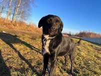 Azorek - śliczny, młody psiak poleca się do adopcji