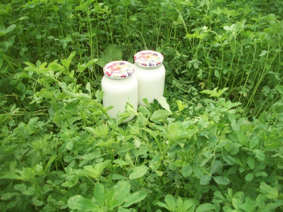 Козье молоко козяче свiже