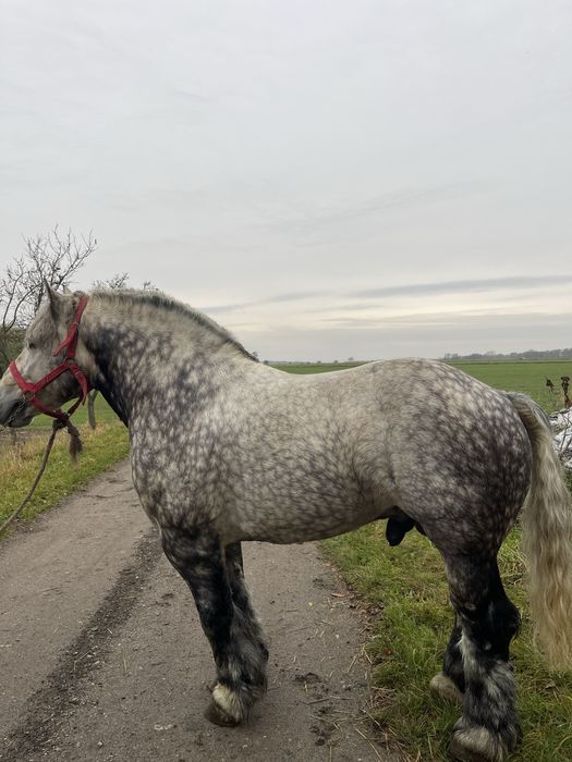 Sprzedam Ogiera PKZ!