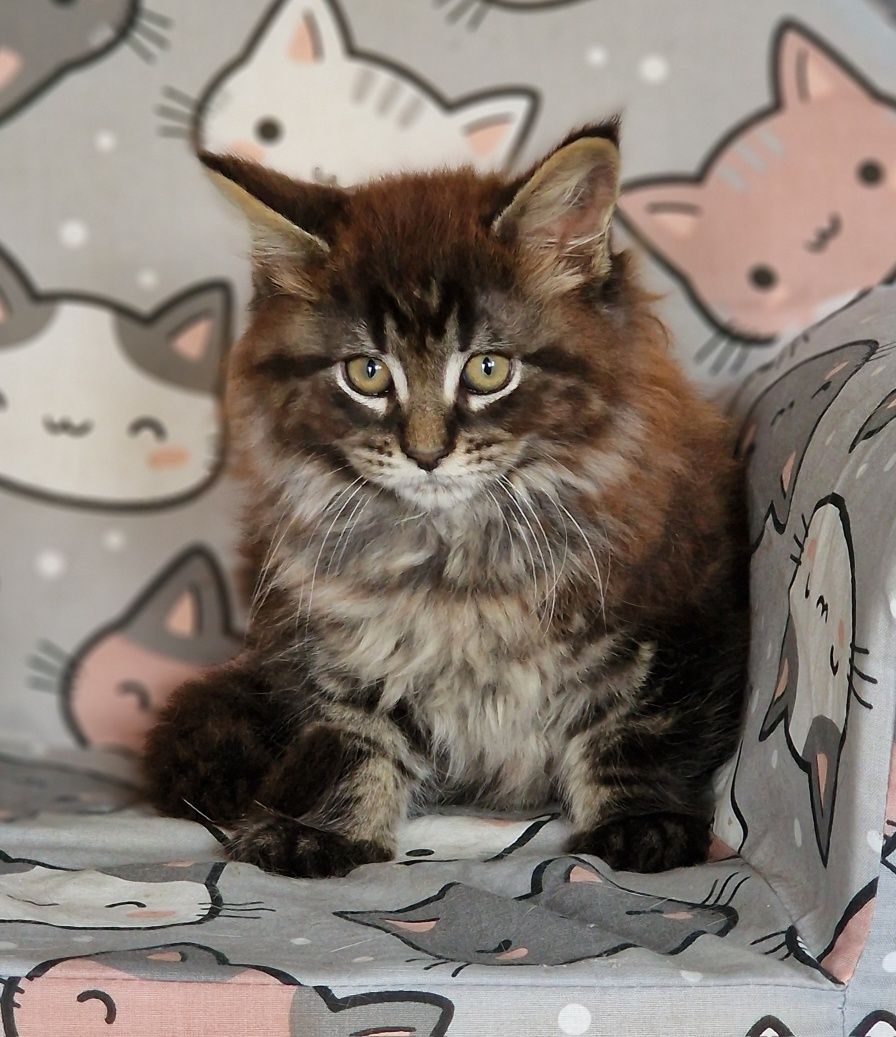 Maine Coon kot gotowy do odbioru