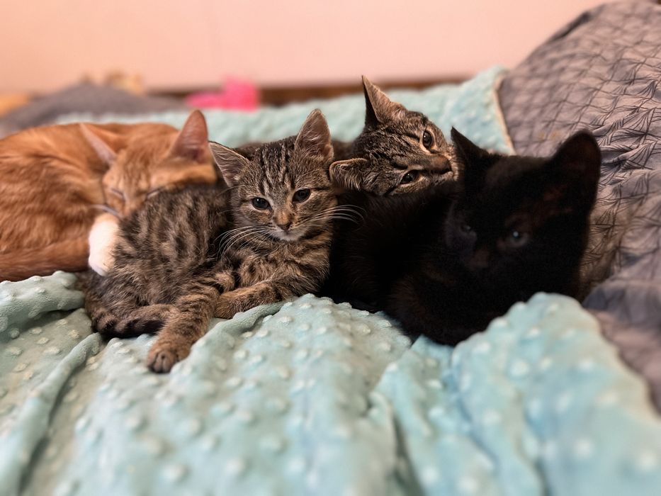 Małe kotki do adocji