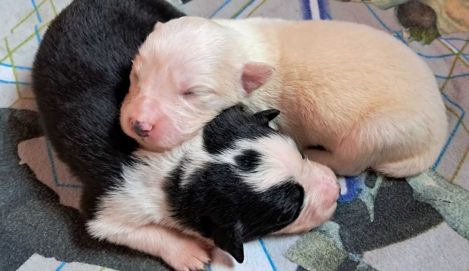 *Border Collie* suczka