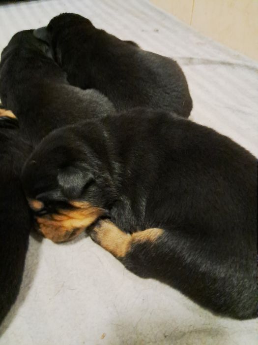 Щенки ротвейлера