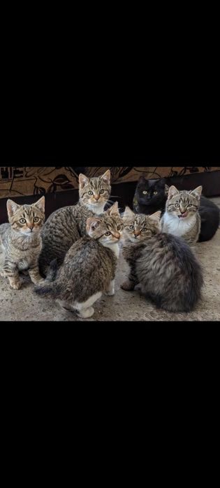 Oddam koty kotki kocurki i 1 kociczka