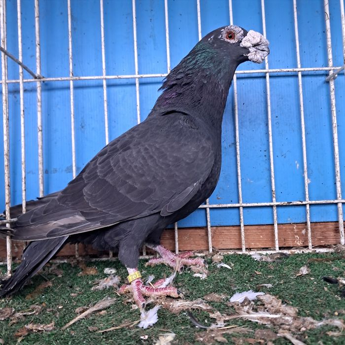 Dragon dragony możliwy transport