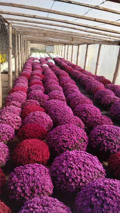 Chryzantemy drobnokwiatowe