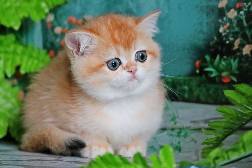 Золотая британская шиншилла девочка Синди