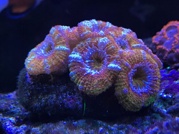 Кораллы для морского аквариума
