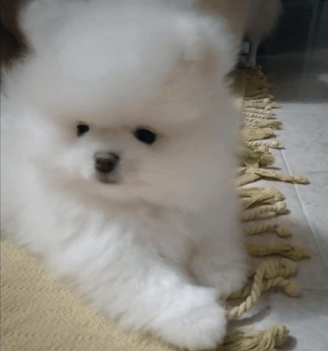 Menino Spitz C/ Lop Pérola