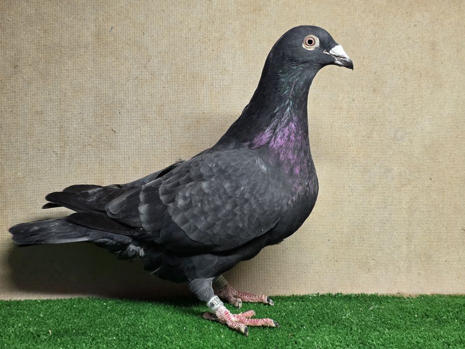 Gołębie pocztowe tygrysy