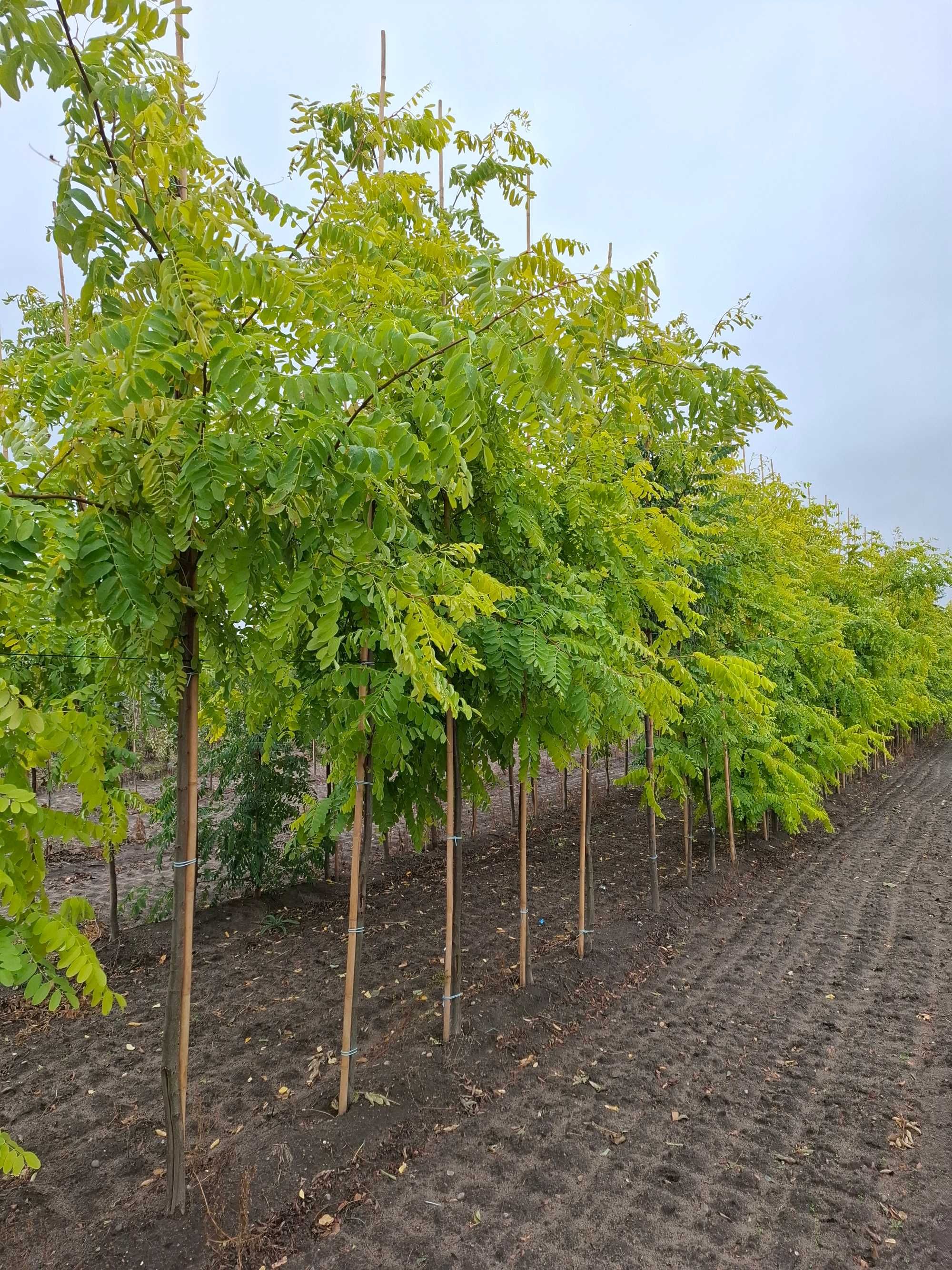 robinia akacjowa 'Frisia', Robinia pseudoacacia 'Frisia'