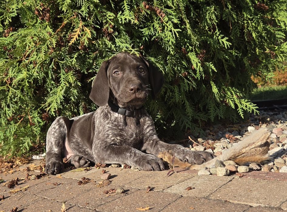 Wyżeł niemiecki krótkowłosy po polujacych rodzicach!