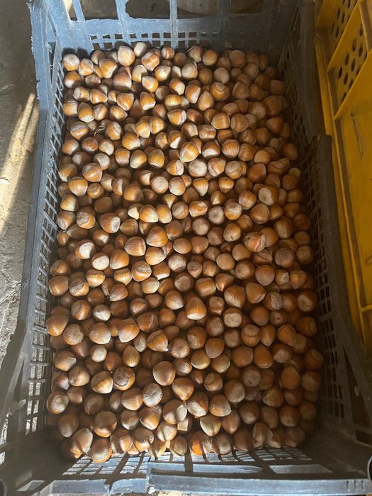 Orzech laskowy duży