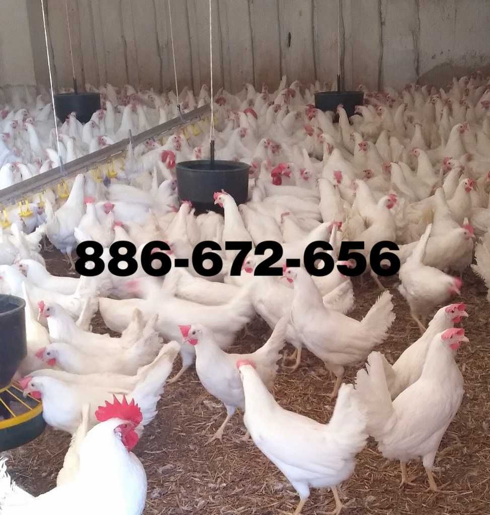Kury kurki odchowane z jajkiem Leghorn Tintet Sendi dowóz GRATIS