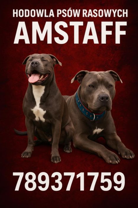 Zapowiedź Miotu ! Amstaff Już w listopadzie ‼️