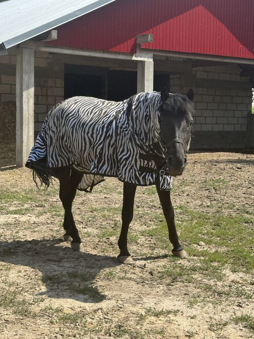 hucul do towarzystwa