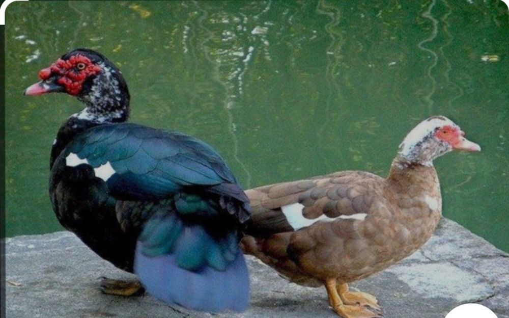 Індокачки дорослі