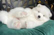 Samoyed już do odbioru