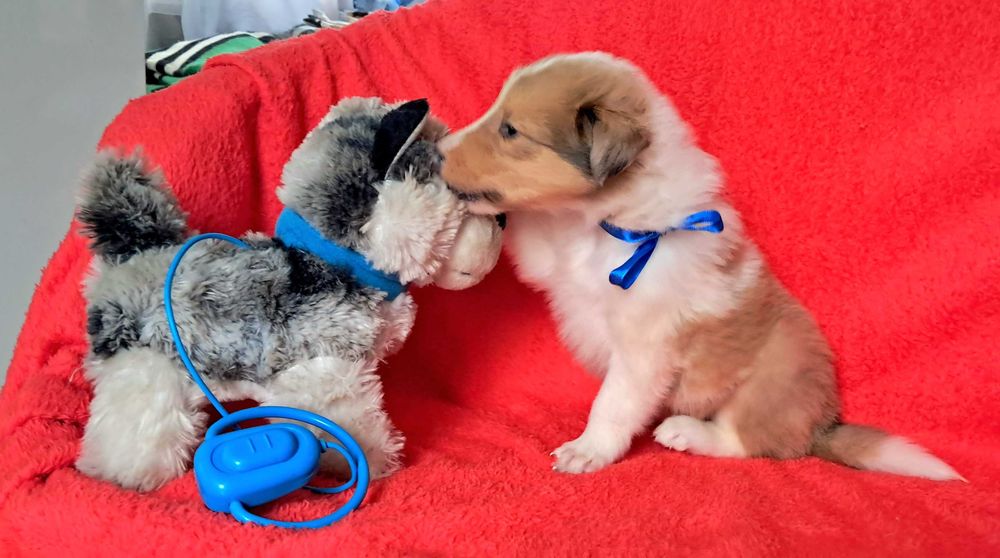 Amerykański Owczarek Szkocki -długowłosy Collie