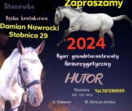 Stanówka ogiera homozygotnego