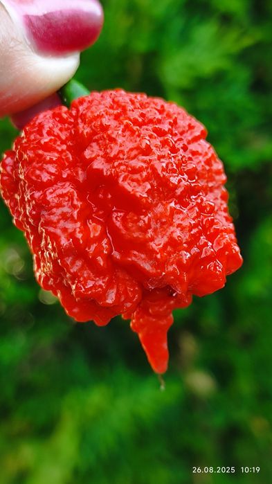 Carolina Reaper надгострий перець.