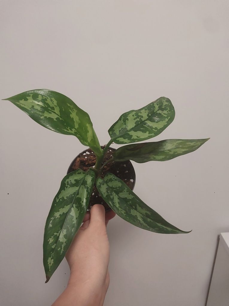 Aglaonema Silver queen