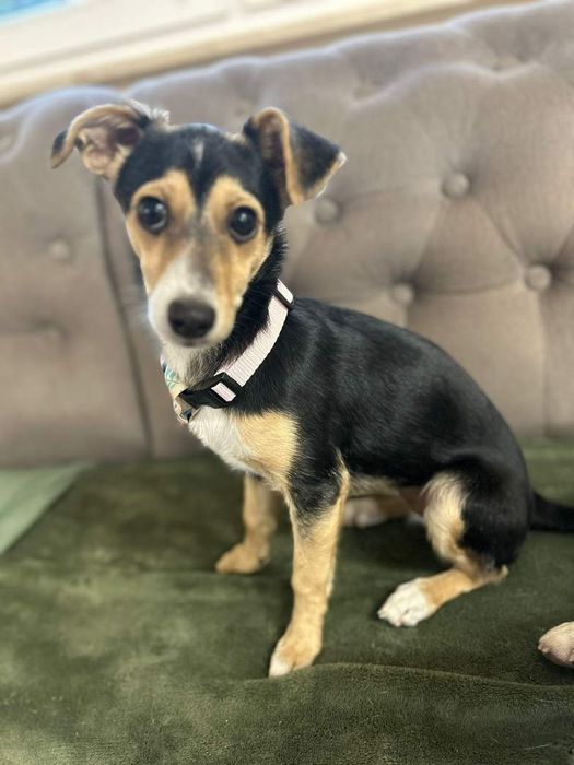 Szczeniak suczka około 4 miesiące