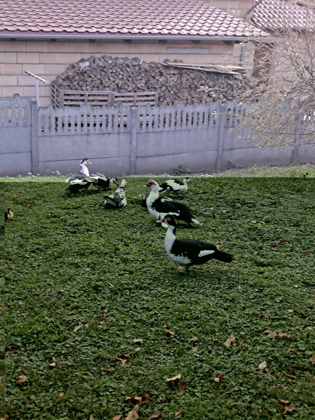 Kaczki i kaczory francuskie