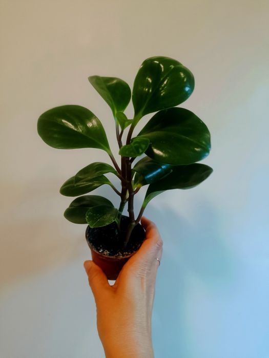 Кімнатні рослини, вазони.Сциндапсус золотистий, сингоніум, паперомія.