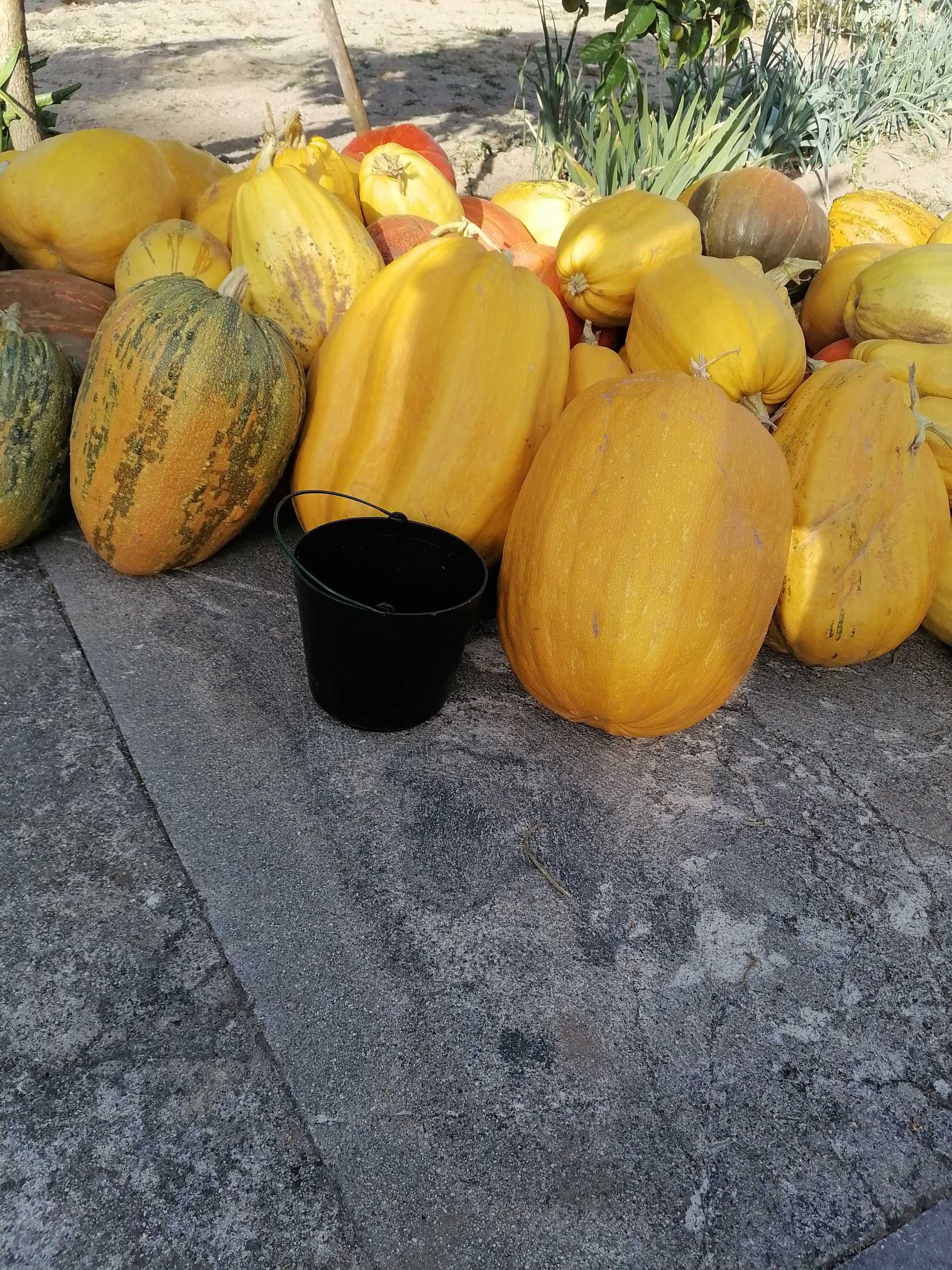 Vendo abóboras porqueiras
