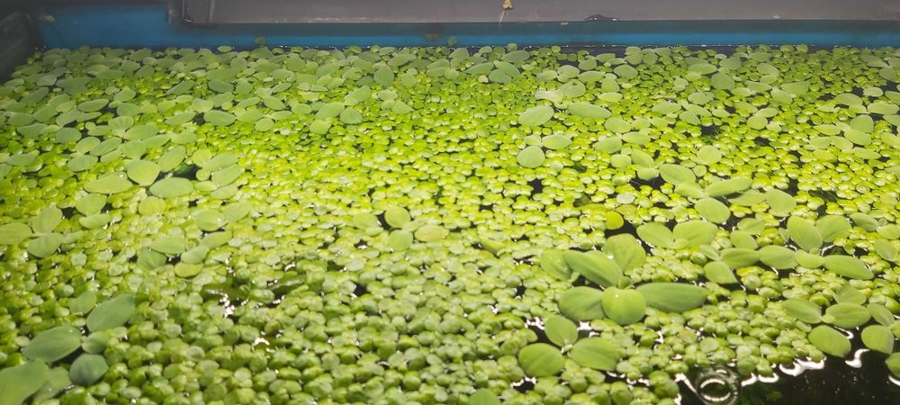 Roślinki akwariowe pływające