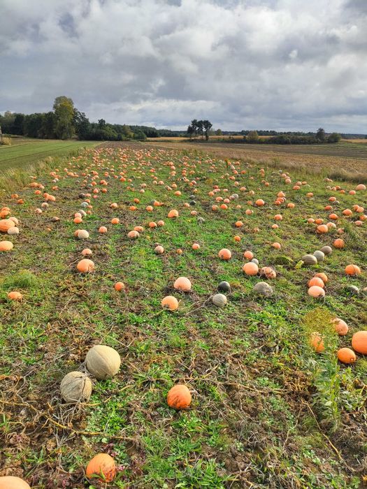 Dynie ozdobne 50gr za kilo