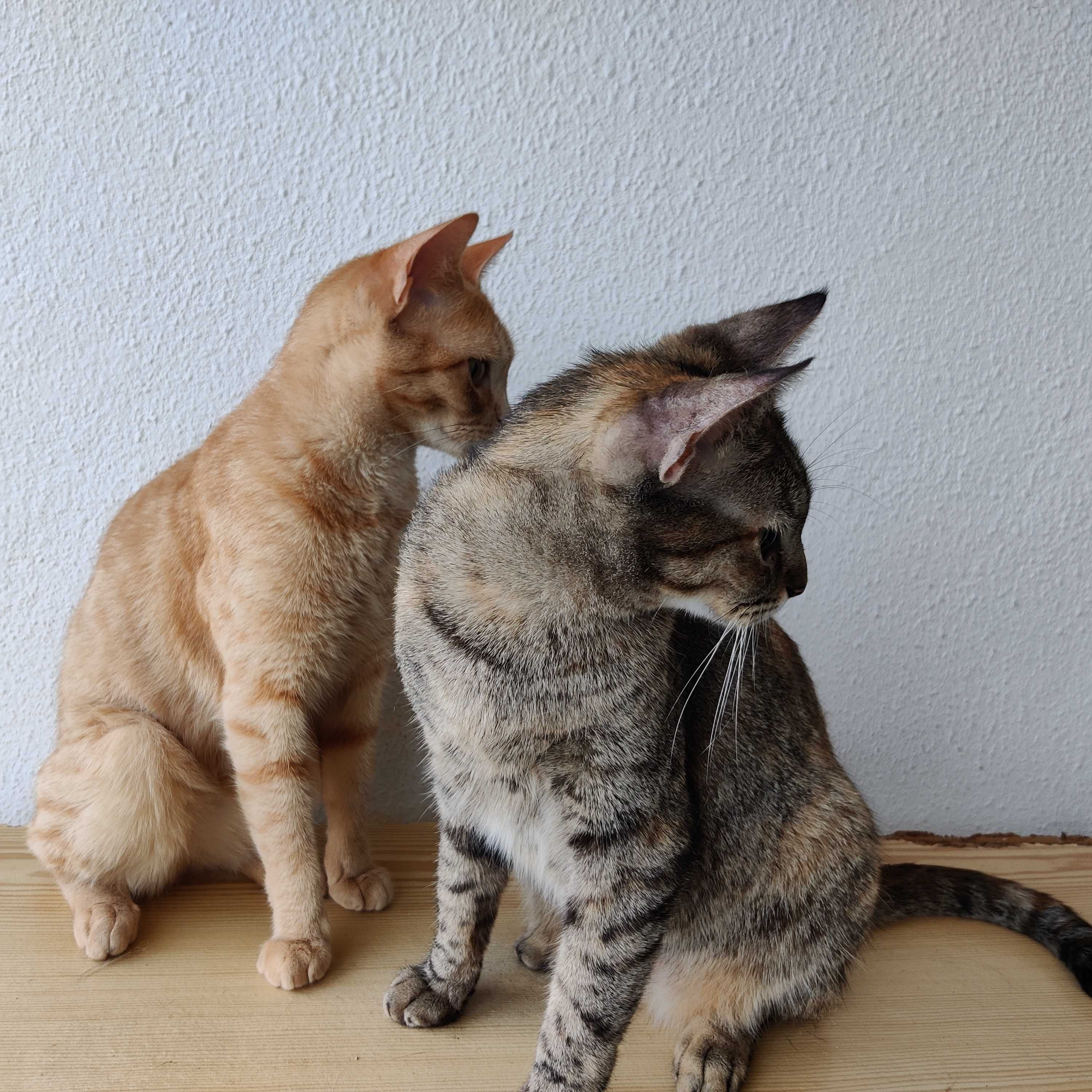 DUAS GATINHAS ADULTAS À PROCURA DE UM LAR PERMANENTE