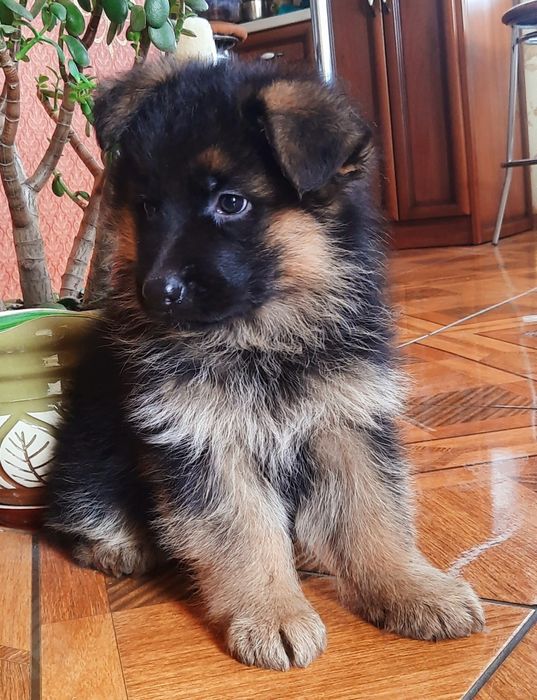 Шикарна німецька вівчарка