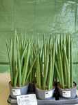 Sansevieria cylindrica, Sansewieria cylindryczna 42cm WYSYŁKA