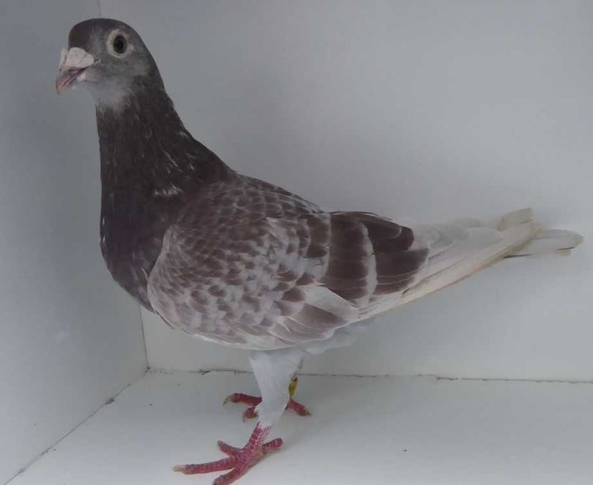 Gołębie pocztowe Gołąb Samice ;2021  Desmet Matthijs  rodowodem