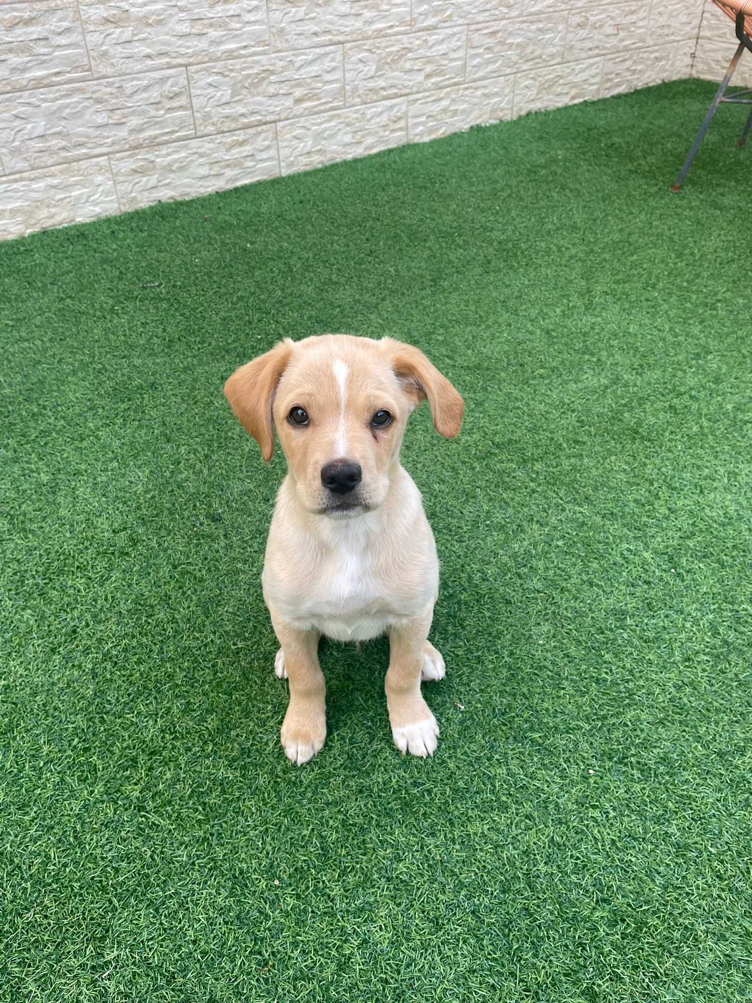 Treino para Cães / Dogs Training  (1a sessão grátis)