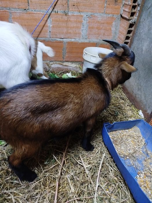 Chibo anão  6 meses