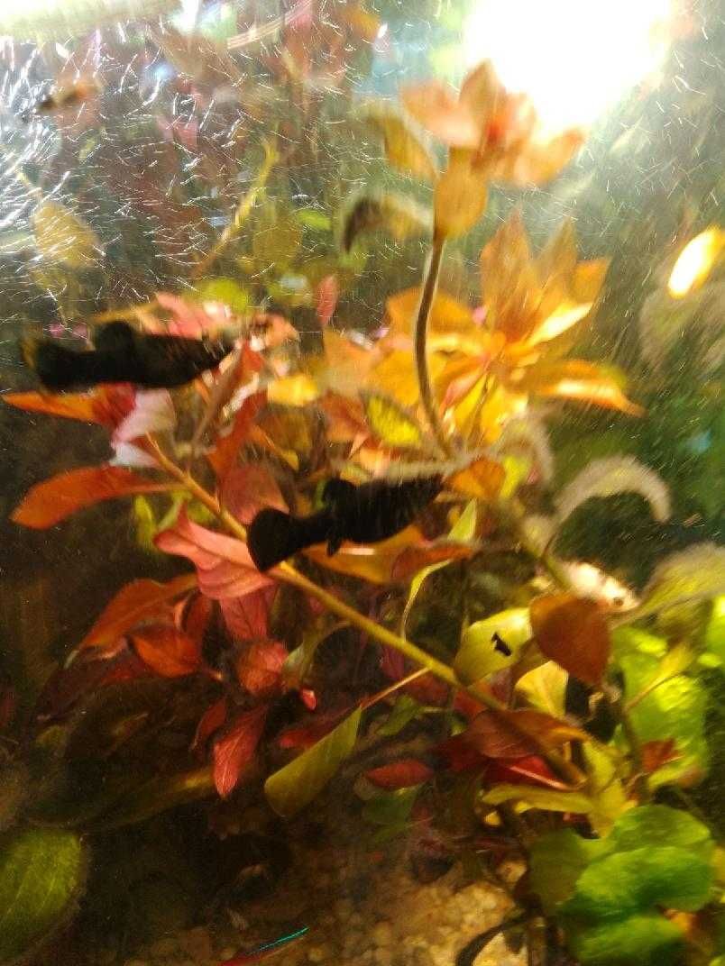 Ludwigia Rubin - Rośliny akwariowe- TANIO